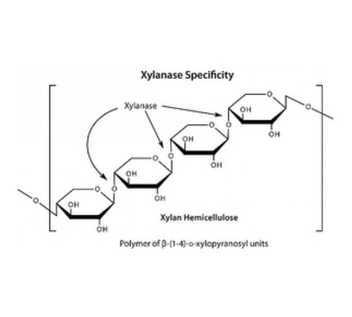 -ксилозидаза, термостабильный рекомбинант, экспрессируемый в E. coli, 90% (SDS-PAGE) Sigma X3504