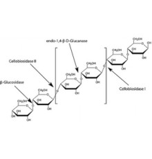 -глюкозидаза, термостабильный рекомбинант, экспрессируемый в E. coli, 90% (SDS-PAGE) Sigma G8798